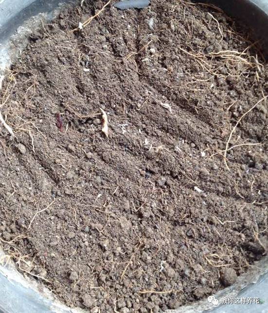 开春后,盆里撒入6种 粉渣 ,半年不施肥,也能长得旺 草木灰
